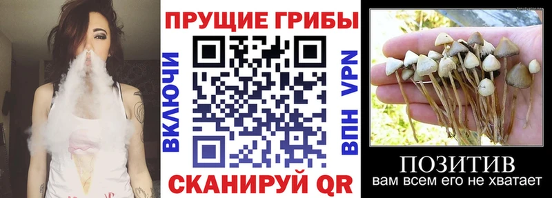 Псилоцибиновые грибы Cubensis  Купить где  Зубцов 